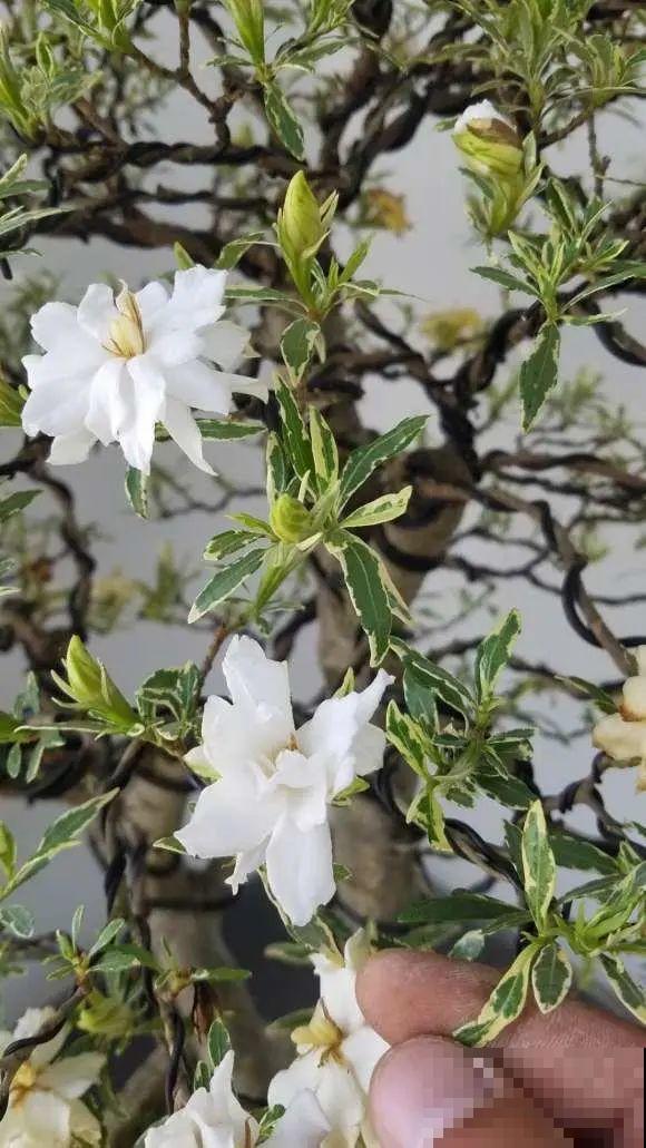 栀子、茉莉原来有5个品种,一个比一个香,叶子带花纹的更值钱! 栀子、茉莉原来有5个品种,一个比一个香,叶子带花纹的更值钱!