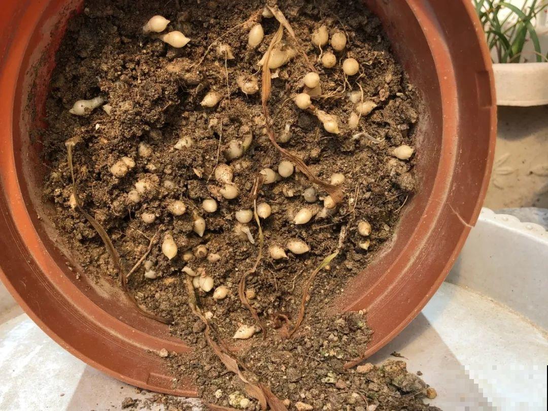 家里有这7种花,少浇水、不能晒,天热要休眠! 家里有这7种花,少浇水、不能晒,天热要休眠!