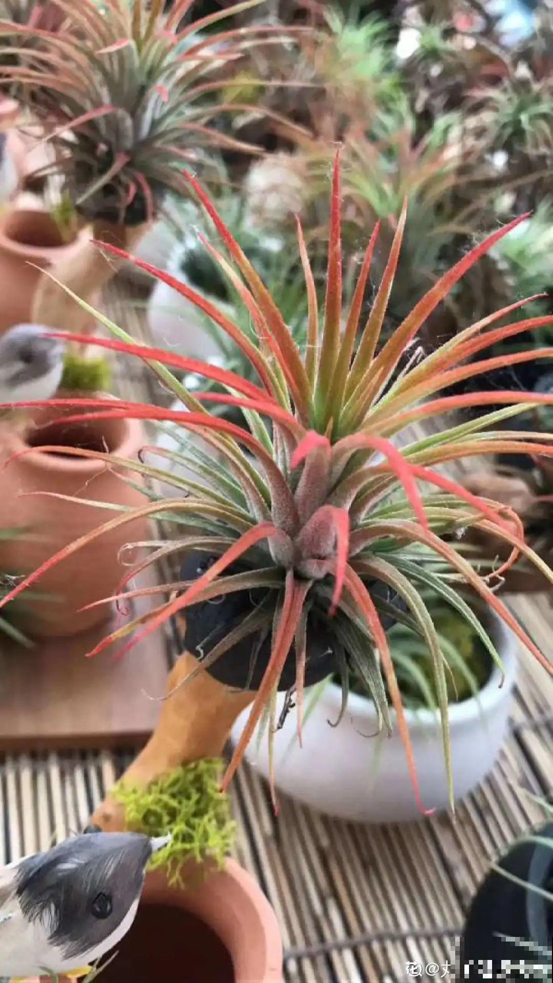 5种花不用土，掰一块木板子来养花，省了大笔买土钱！