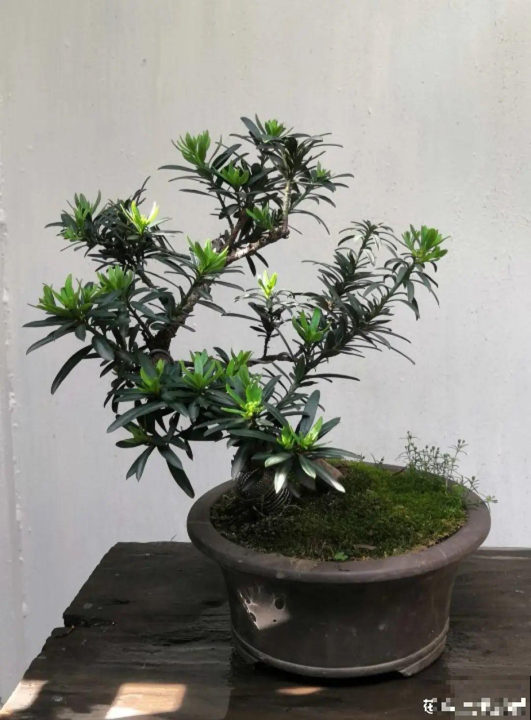 家里养盆松，代代出富翁，镇宅守家寓意好！