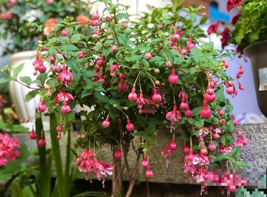 今日入伏,养花别做3件事,不然分分钟枯死! 今日入伏,养花别做3件事,不然分分钟枯死!