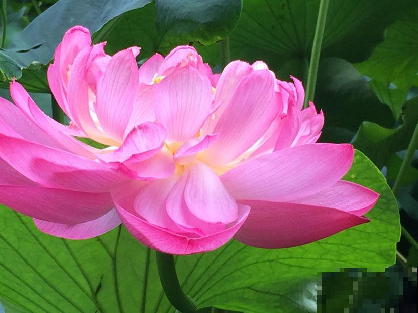 关于荷花,4个令人叹绝的冷知识,看完真长见识了! 关于荷花,4个令人叹绝的冷知识,看完真长见识了!