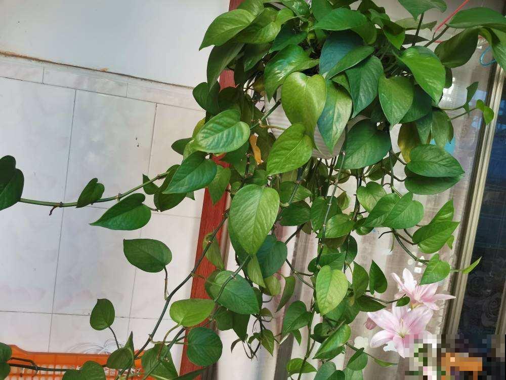 夏天屋里养盆花，好看好养，温度降低
