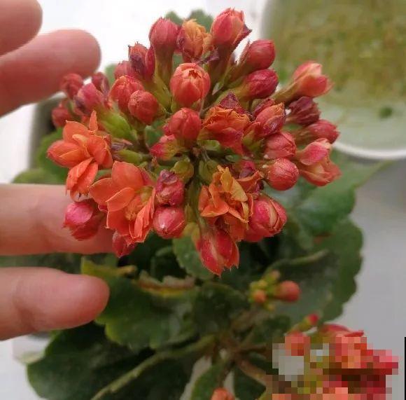 看到这些花,扭头就走,别买,谁买谁吃亏! 看到这些花,扭头就走,别买,谁买谁吃亏!