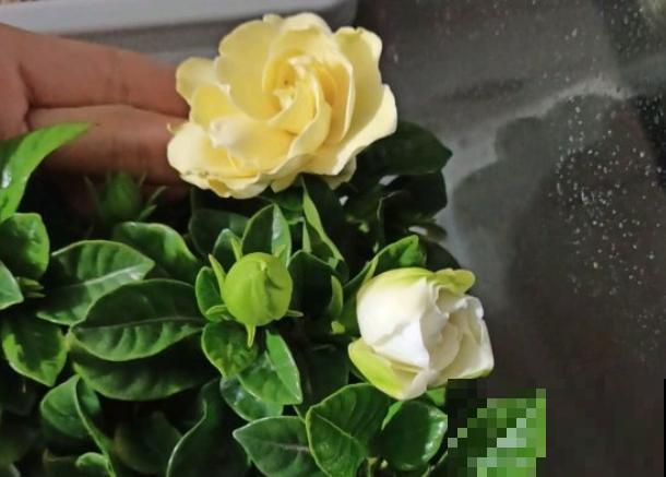 这些植物,在古代是用来染衣服用的,好厉害! 这些植物,在古代是用来染衣服用的,好厉害!