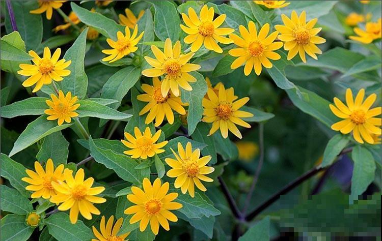 世界上品种最多的植物,没有之一,路边满大街都是! 世界上品种最多的植物,没有之一,路边满大街都是!