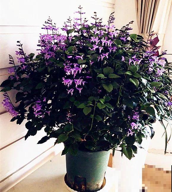 10种花,不怕风吹雨淋,不怕暴晒干旱,四季爆开花,堪称花坚强! 10种花,不怕风吹雨淋,不怕暴晒干旱,四季爆开花,堪称花坚强!