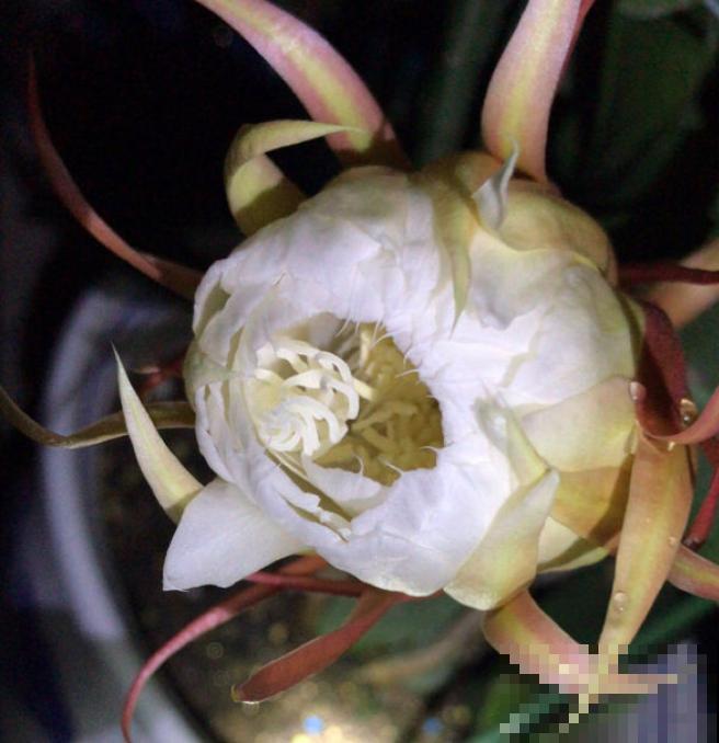 搬个椅子守了一晚上,就为了看昙花,我真是太拼了! 搬个椅子守了一晚上,就为了看昙花,我真是太拼了!