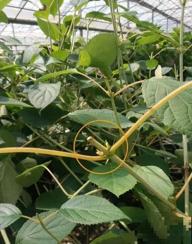 9种花,夏天剃个小平头,平平稳稳度夏天 9种花,夏天剃个小平头,平平稳稳度夏天