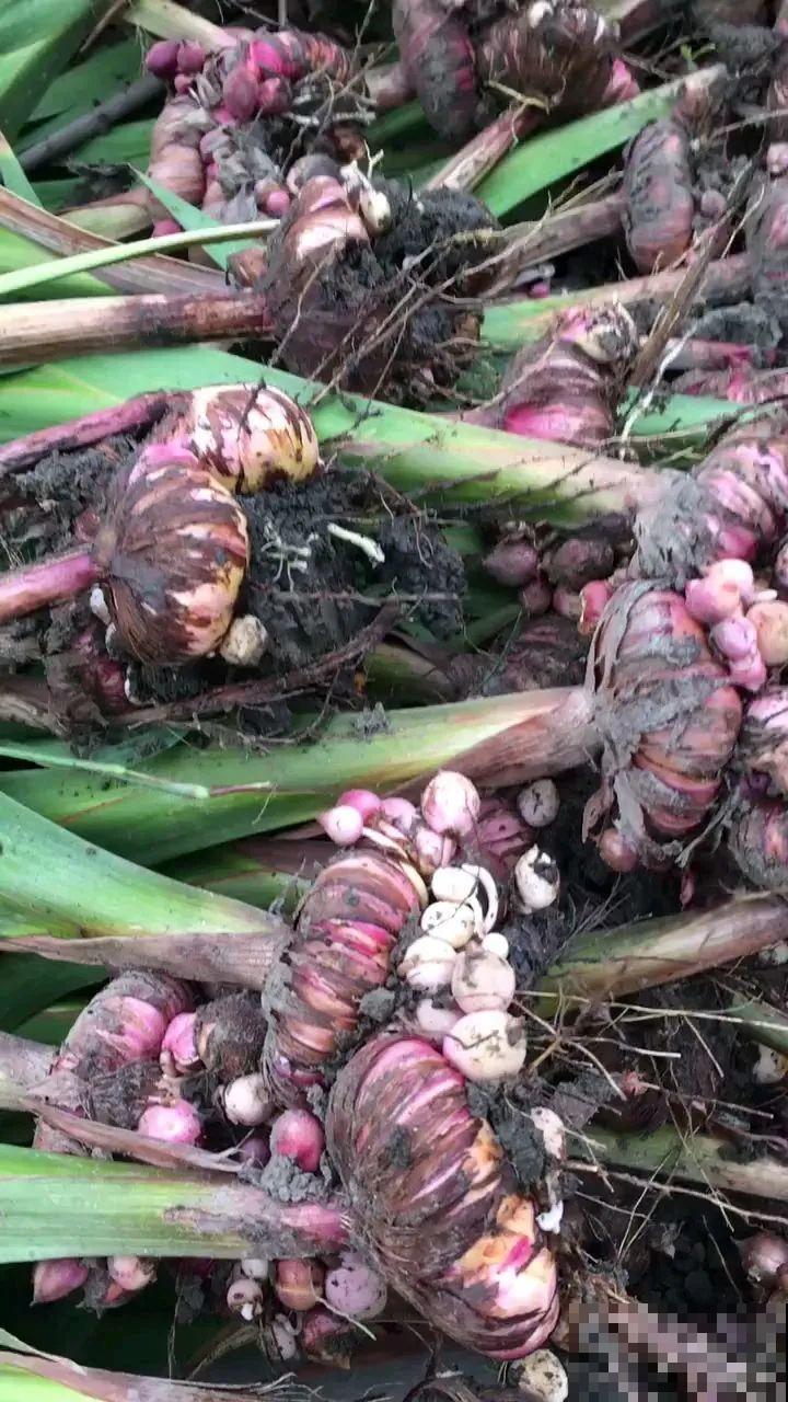 家里养这4种花，呼呼窜2米，开花成一串