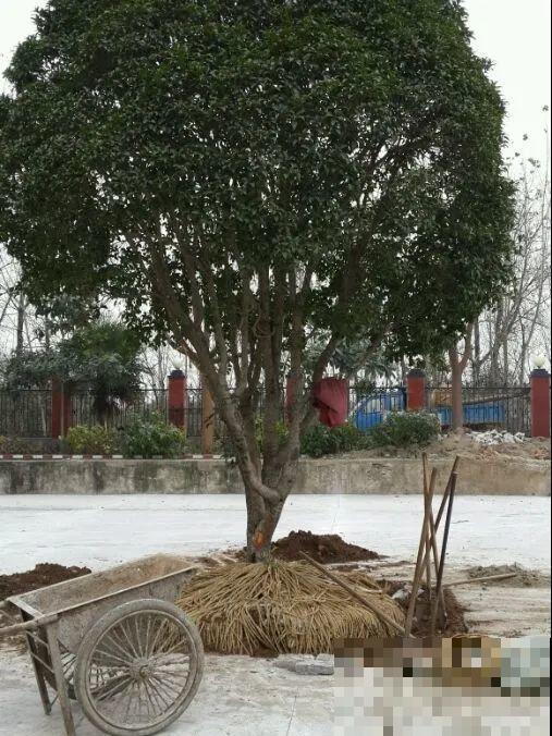 桂花一挪就死,养在大门口,10年就是传家宝! 桂花一挪就死,养在大门口,10年就是传家宝!