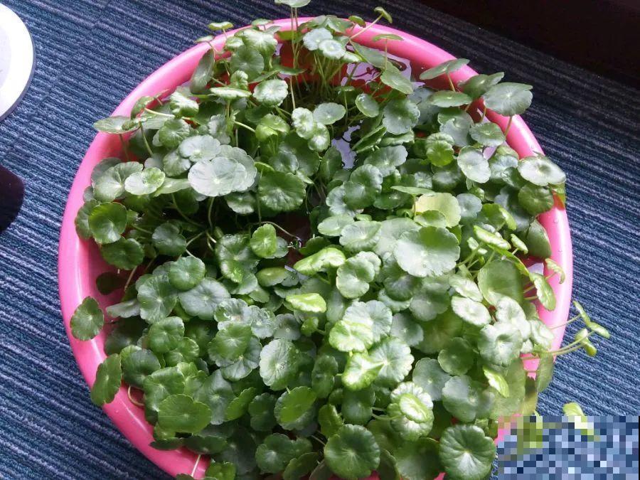 搪瓷盆别丢,拿来养花做合适,根壮叶肥开花爆盆 搪瓷盆别丢,拿来养花做合适,根壮叶肥开花爆盆