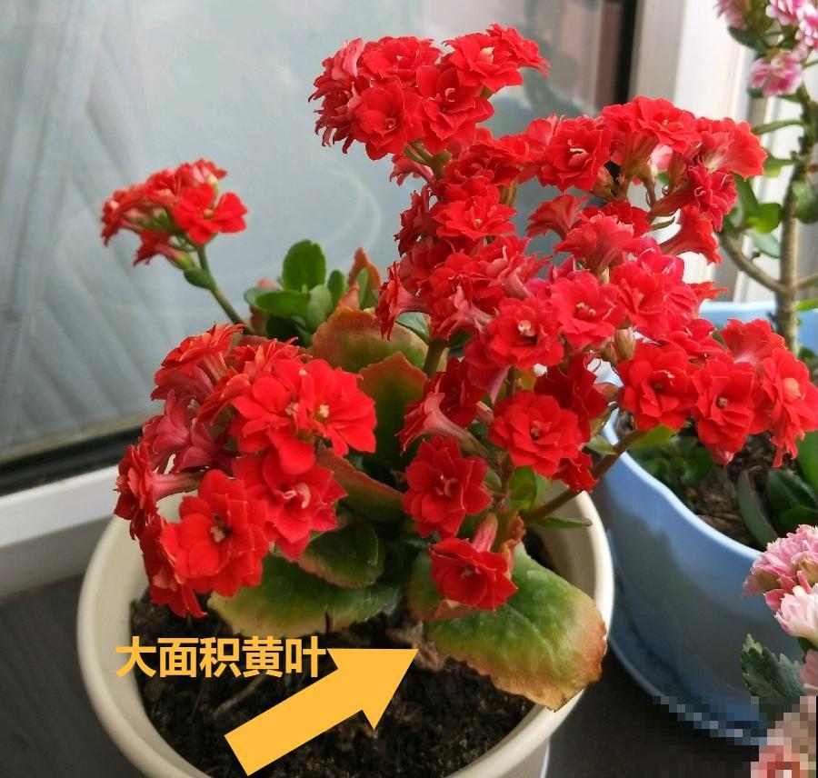 现在开花不一定是好事,赶紧剪掉,才能正常活 现在开花不一定是好事,赶紧剪掉,才能正常活