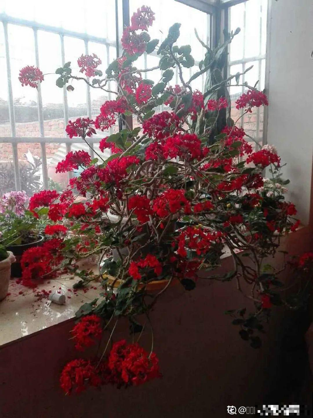 三角梅狠心剪一剪，花芽蹭蹭冒，开爆盆