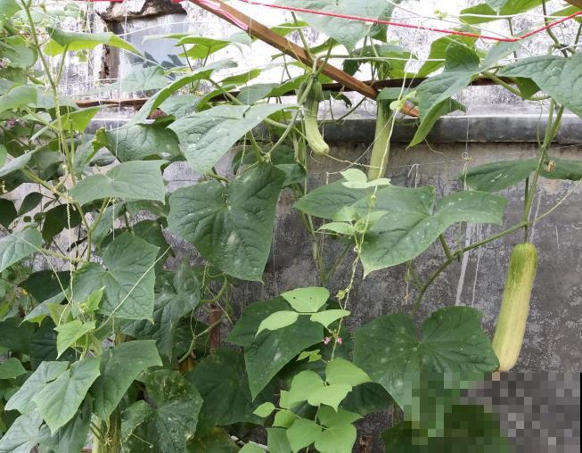 阳台种菜,这些菜不能挨着种,不然肯定长不好! 阳台种菜,这些菜不能挨着种,不然肯定长不好!
