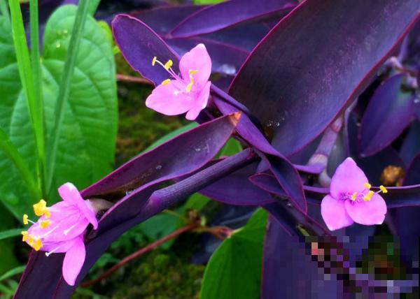 路边常见的4种花，名字里带梅，却不是梅花！