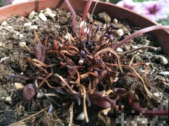 现在开花不一定是好事,赶紧剪掉,才能正常活 现在开花不一定是好事,赶紧剪掉,才能正常活