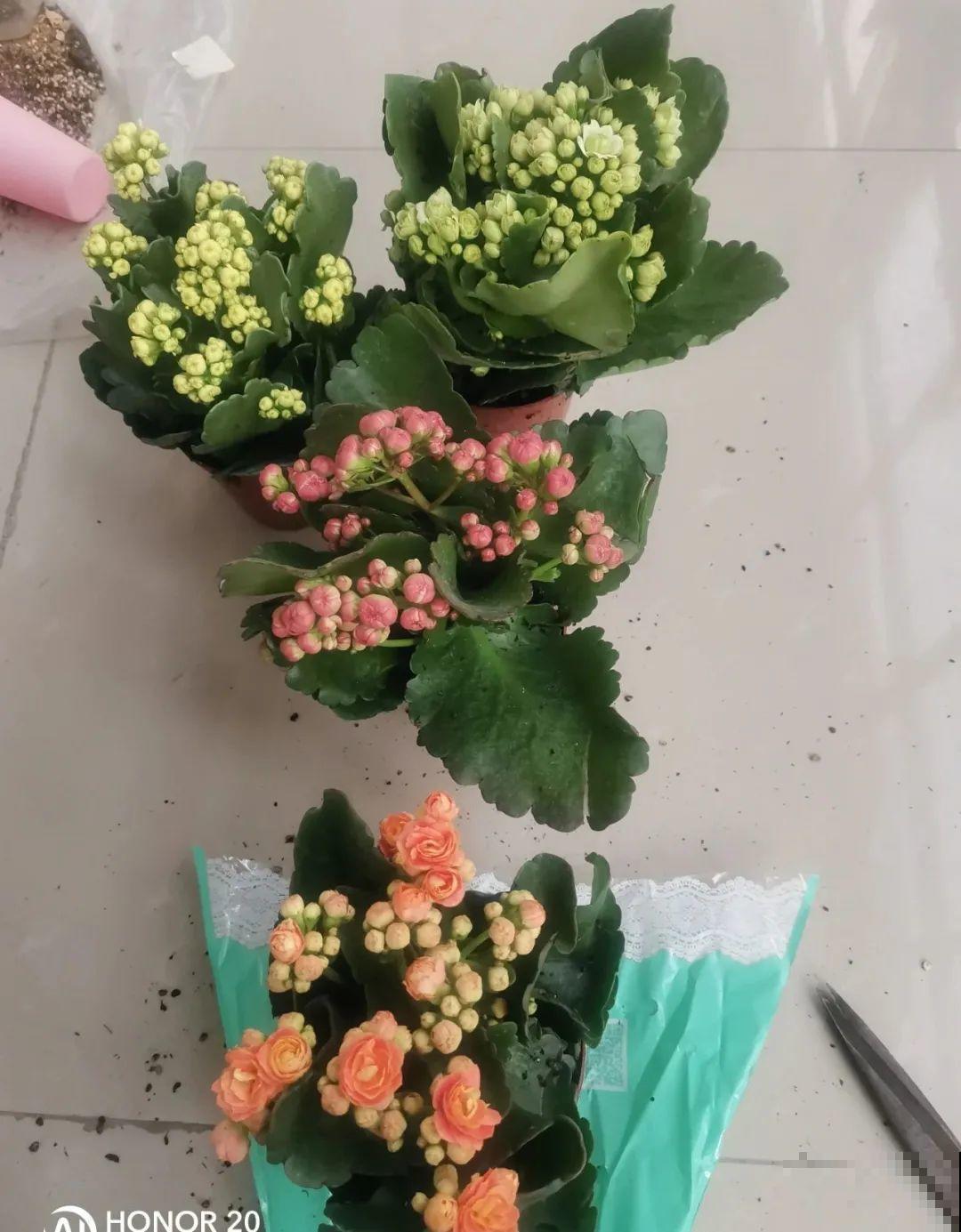 3种花,不要随便剪叶子,否则剪完不开花,亏了! 3种花,不要随便剪叶子,否则剪完不开花,亏了!