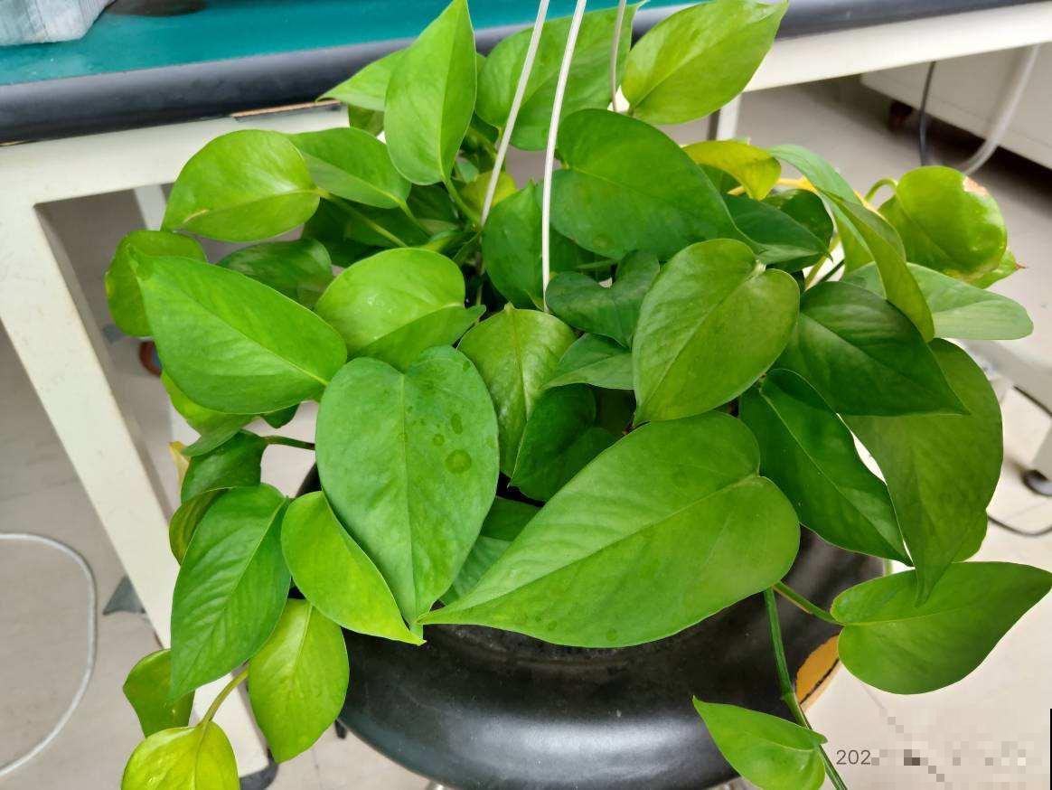 两种花组合在一起，净化空气效果好，居家养花必备