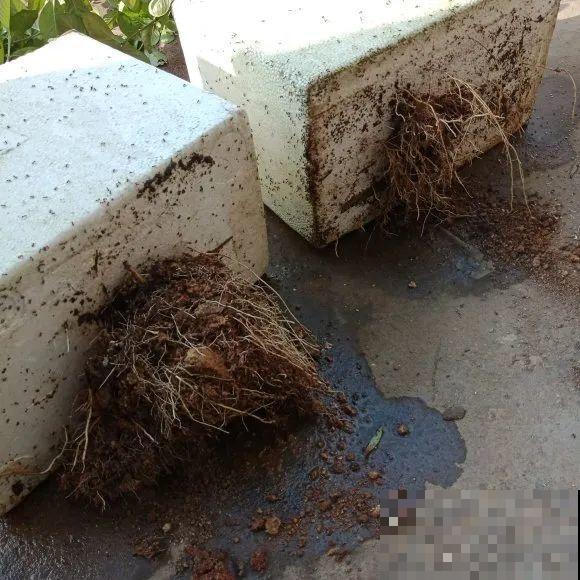 6种花扦插,杆子越粗越好活,根长成大扫把! 6种花扦插,杆子越粗越好活,根长成大扫把!