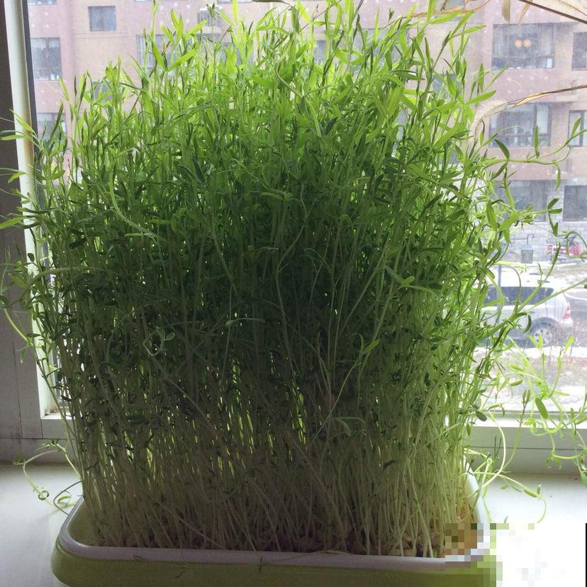 小阳台种菜,空间利用好,一年的菜都够吃 小阳台种菜,空间利用好,一年的菜都够吃