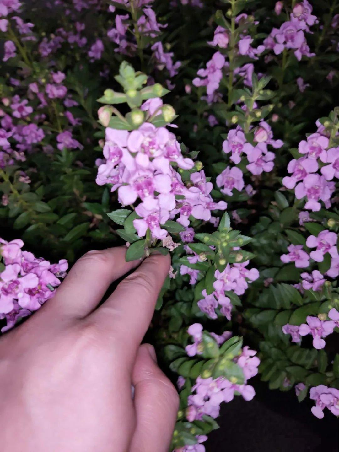 家里养这4种花，呼呼窜2米，开花成一串