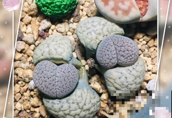 三伏天来了,这4种花赶紧断水,一浇一个死! 三伏天来了,这4种花赶紧断水,一浇一个死!