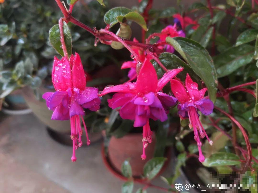 公认难养的20种花,养一盆死一盆,下次还敢买? 公认难养的20种花,养一盆死一盆,下次还敢买?