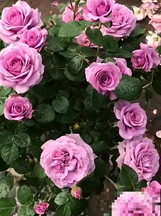 浓香型的靠边站，这些月季香味清淡，最适合阳台养！