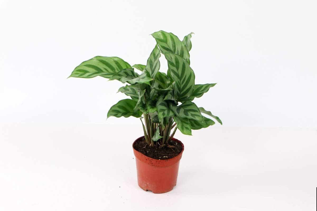 3种花最怕晒,一晒就枯死了,赶紧挪个地儿! 3种花最怕晒,一晒就枯死了,赶紧挪个地儿!