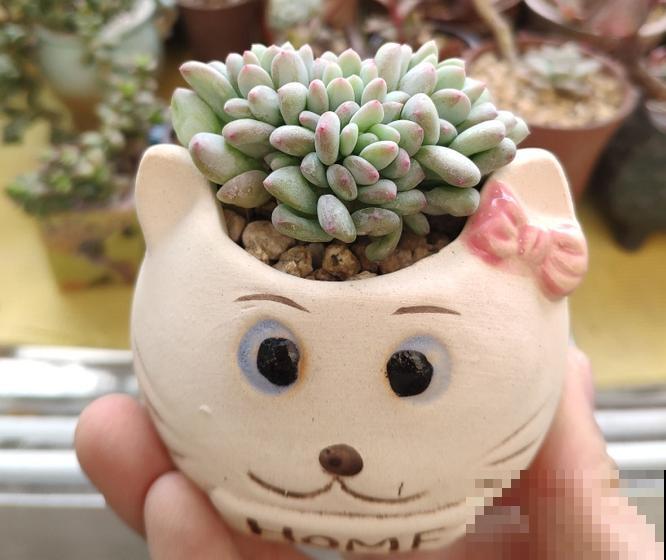 花盆里摆了个小东西，花长得更好看，朋友看了都想搬走！