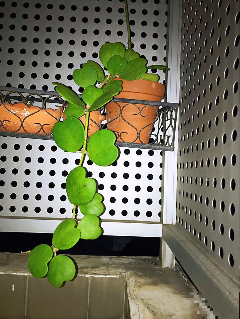 绿萝吊兰养腻了,5种奇花,养过1种就厉害了 绿萝吊兰养腻了,5种奇花,养过1种就厉害了