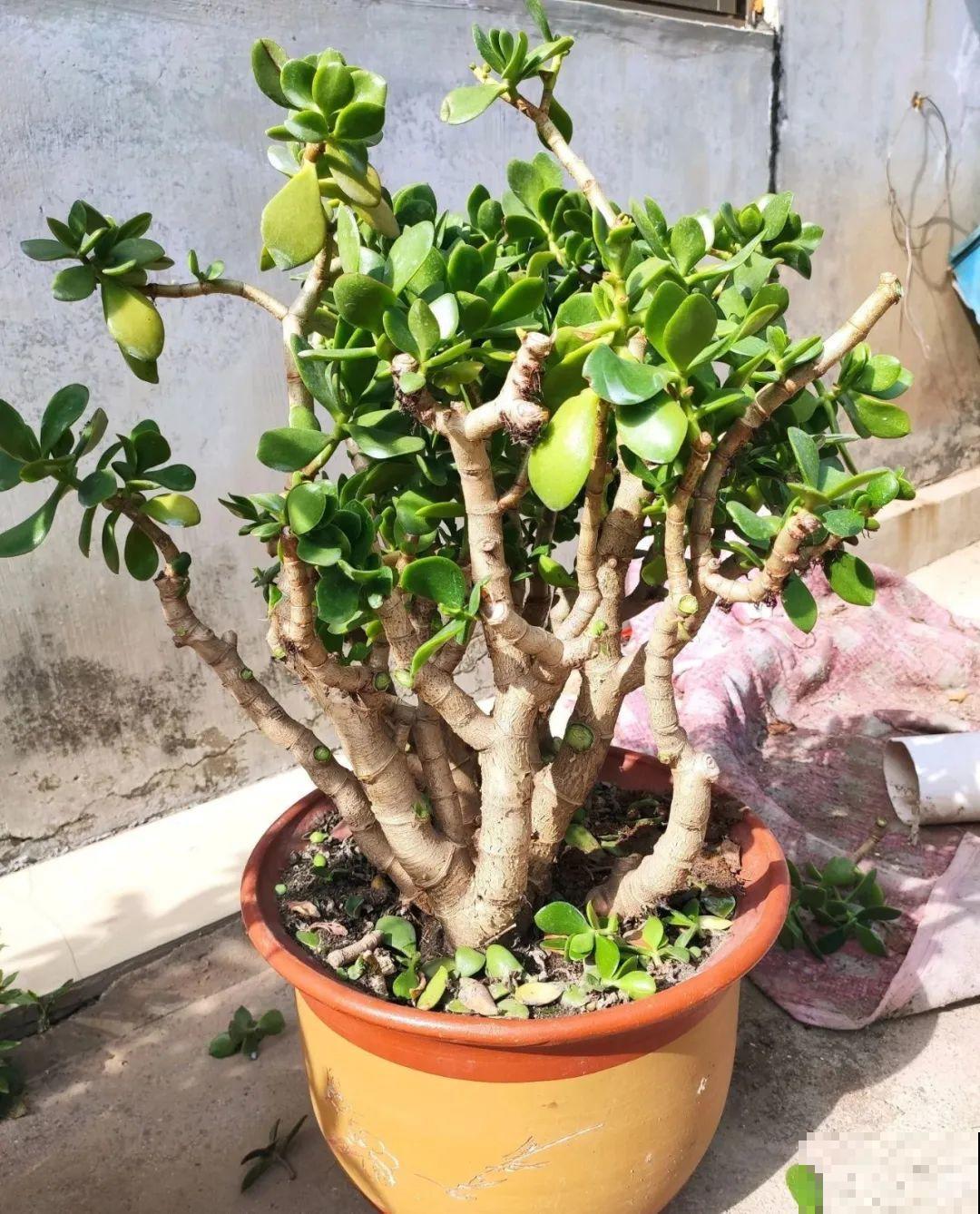 养了20年的玉树，满树开粉花，据说好运要来了！