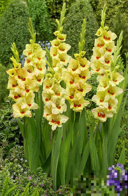 大门口种一丛它，开花一串几十朵，邻居天天跑来看！