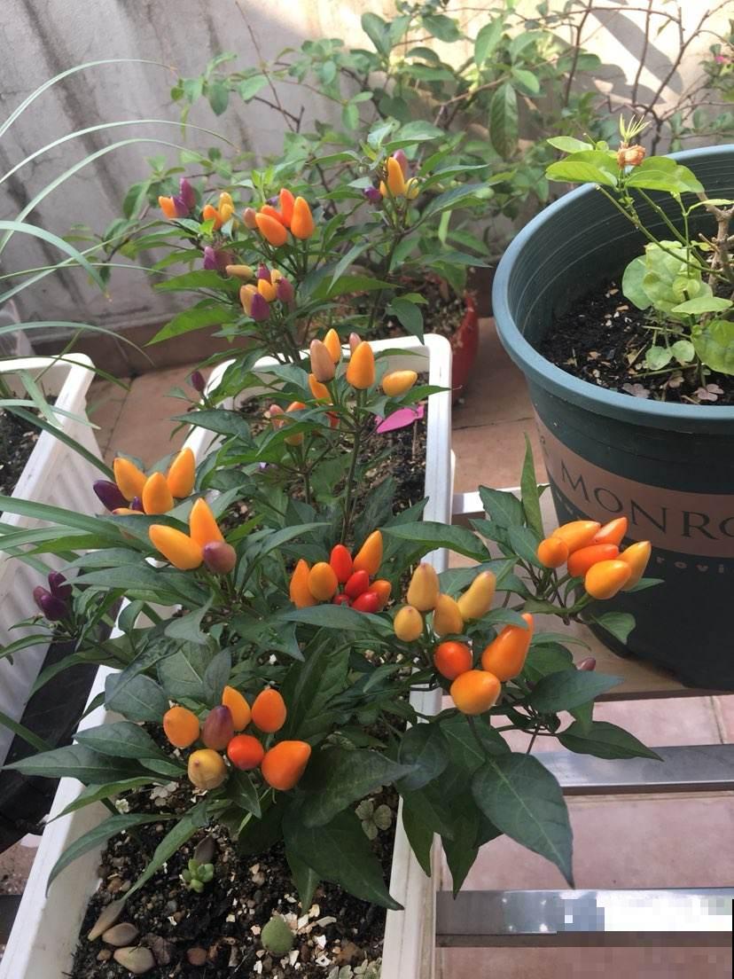 小阳台种菜,空间利用好,一年的菜都够吃 小阳台种菜,空间利用好,一年的菜都够吃