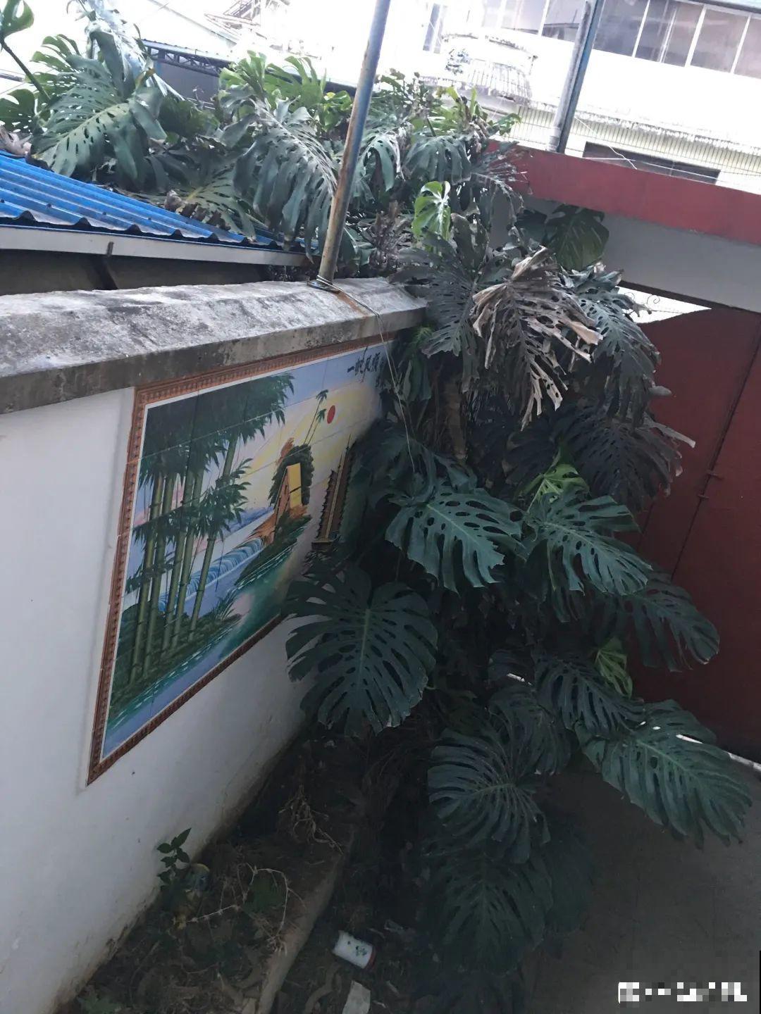 超耐阴的大叶植物，摆客厅吸废气，养一棵家里变森林！