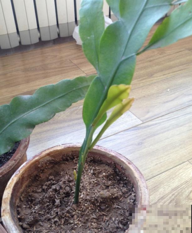 搬个椅子守了一晚上,就为了看昙花,我真是太拼了! 搬个椅子守了一晚上,就为了看昙花,我真是太拼了!