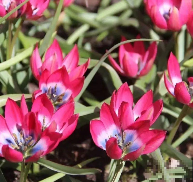 郁金香的“原始”祖先，大雪地里开花，颜值100分！