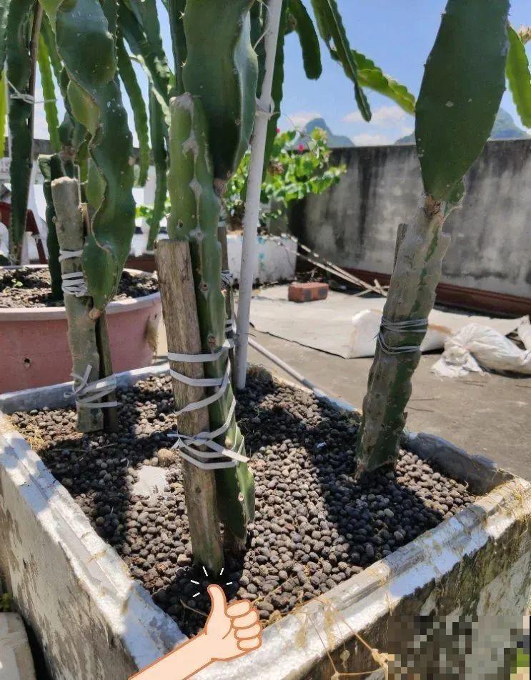 路边掐几根大粗枝,5天就生根,结果沉甸甸! 路边掐几根大粗枝,5天就生根,结果沉甸甸!