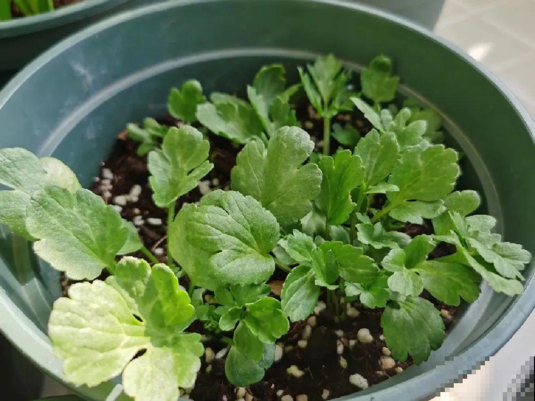 家里养盆花毛茛，开花像牡丹，艳丽多彩超漂亮