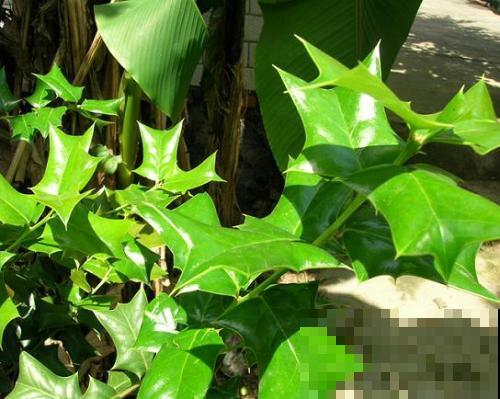 农村最奇特的植物，叶子长满刺，种门口可以防贼！
