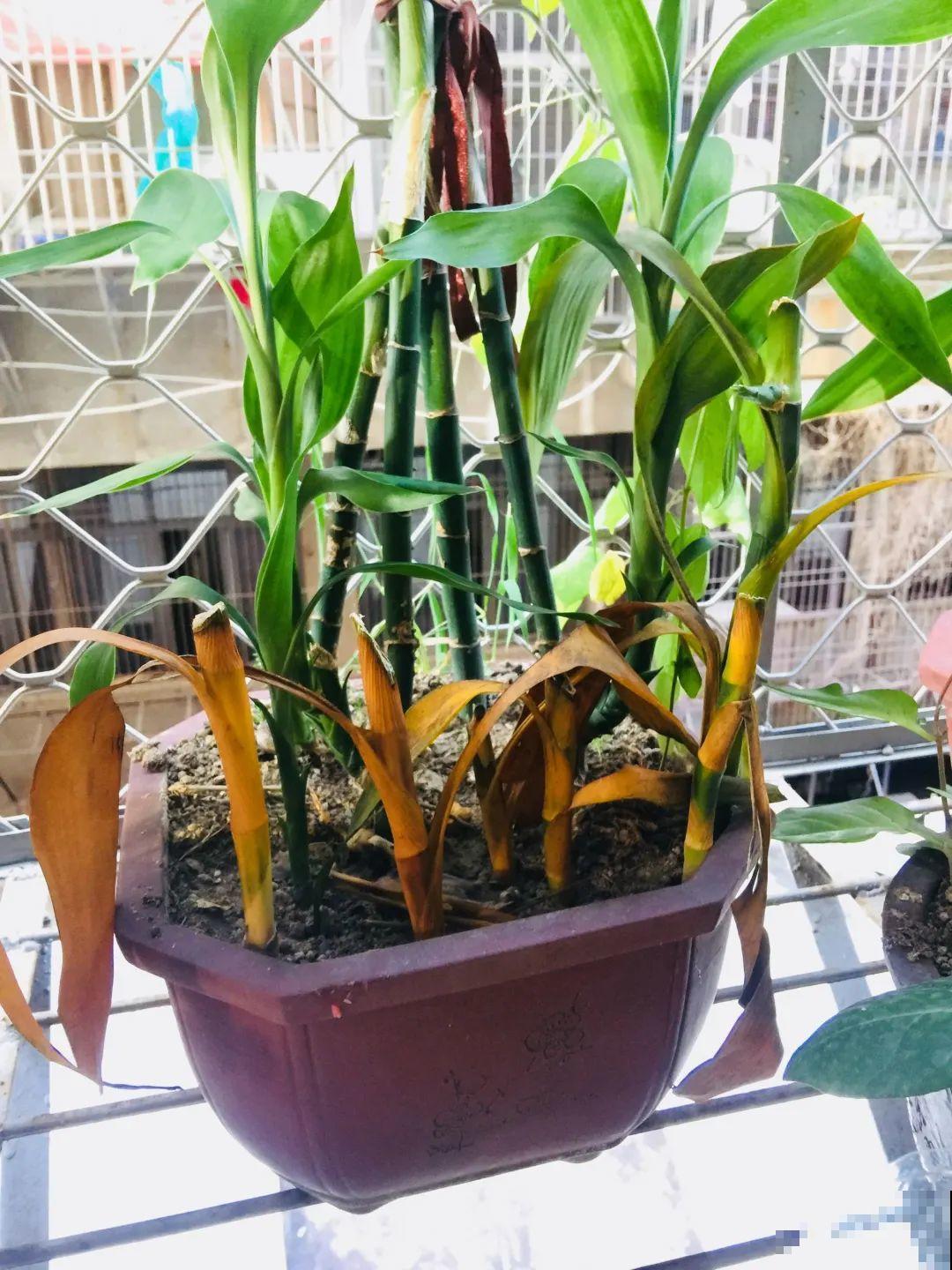 养花要狠得下心,枝条剁八段,呼呼长成新盆栽 养花要狠得下心,枝条剁八段,呼呼长成新盆栽