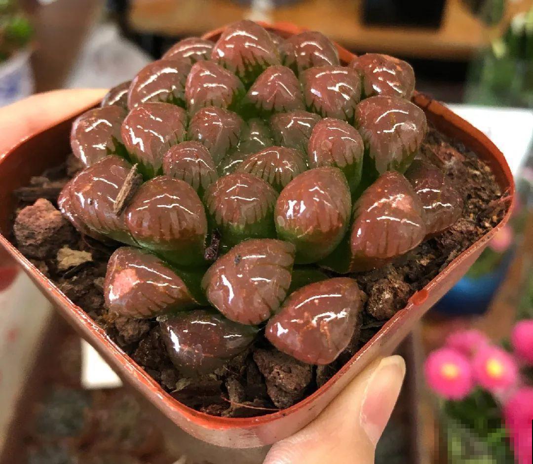 看到这些花,扭头就走,别买,谁买谁吃亏! 看到这些花,扭头就走,别买,谁买谁吃亏!