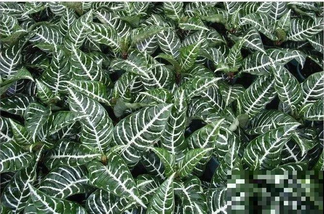 12种花，堪称“耐阴王”，比绿萝好看一万倍！