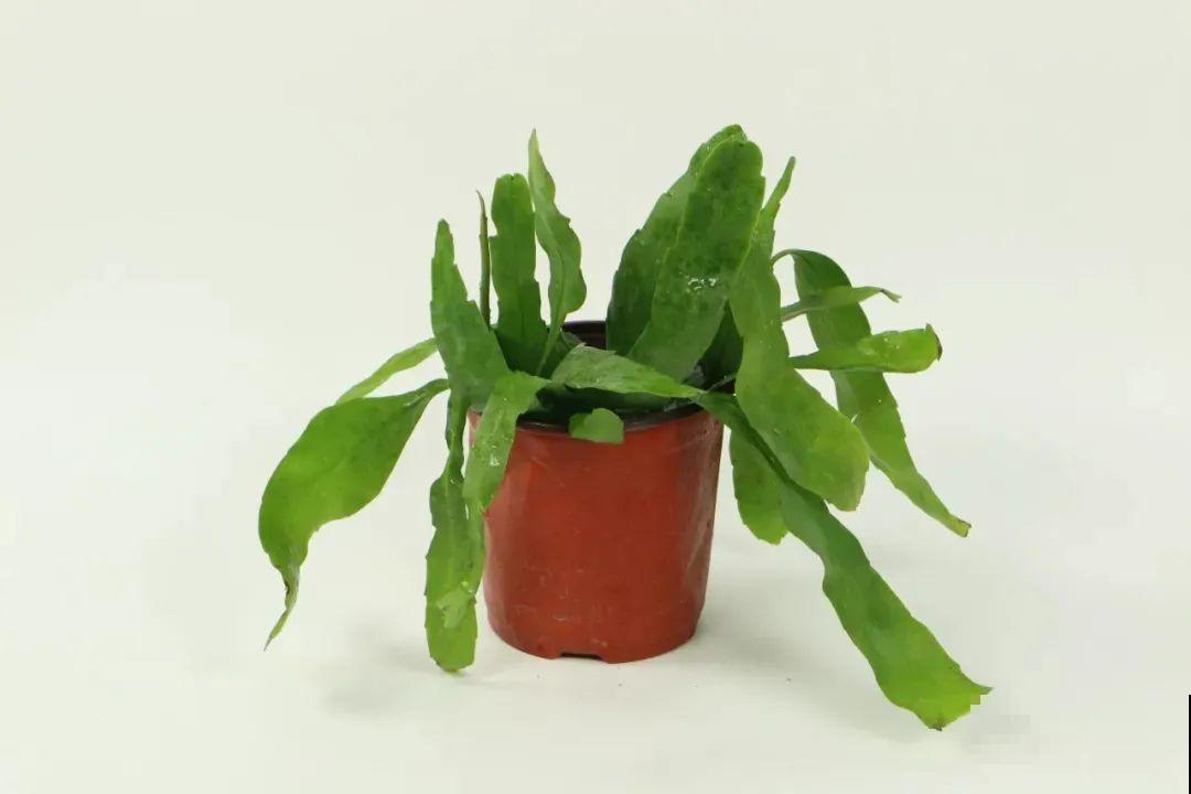 1种花只在夜里开，一次能开50朵，摘下来炒鸡蛋特香！