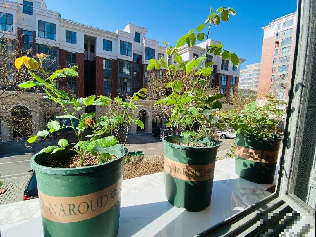 10种花，现在搬出去养，死不了还能长花苞！