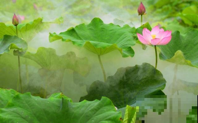 植物界2大成功定律:荷花定律、竹子定律! 植物界2大成功定律:荷花定律、竹子定律!