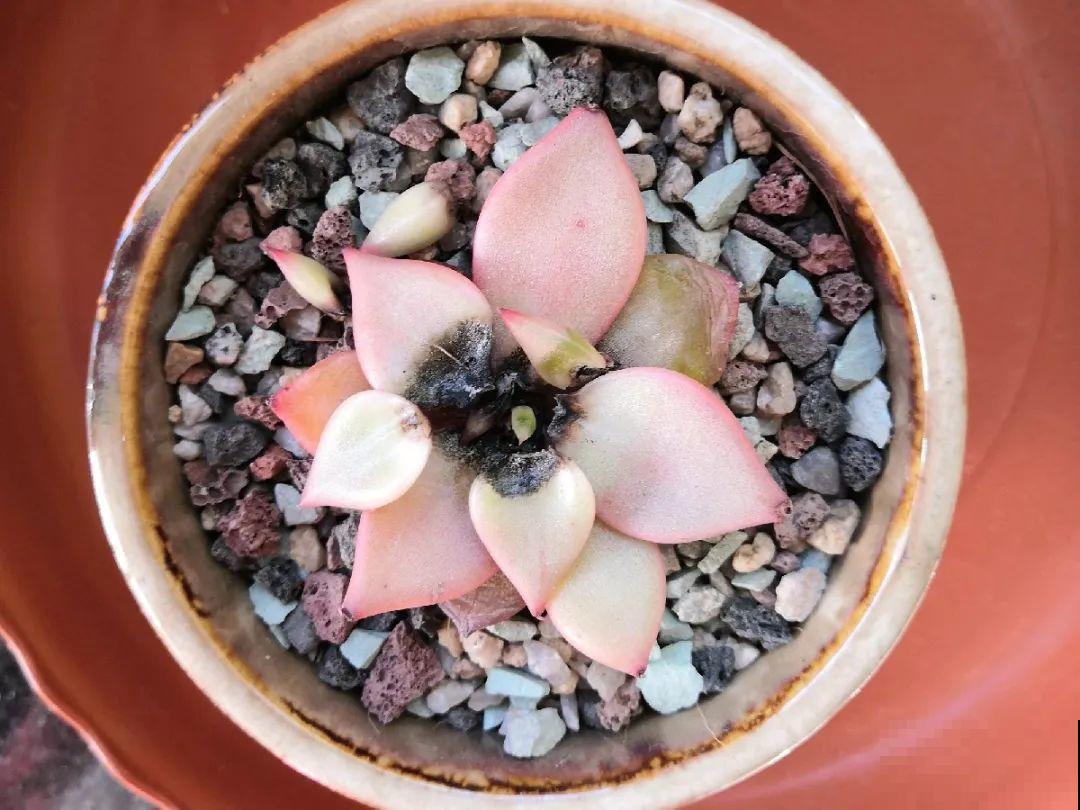 10种花,夏天怕淋雨,下雨赶紧搬进屋! 10种花,夏天怕淋雨,下雨赶紧搬进屋!