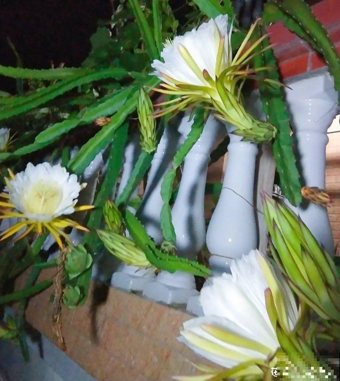 路边掐几根大粗枝,5天就生根,结果沉甸甸! 路边掐几根大粗枝,5天就生根,结果沉甸甸!