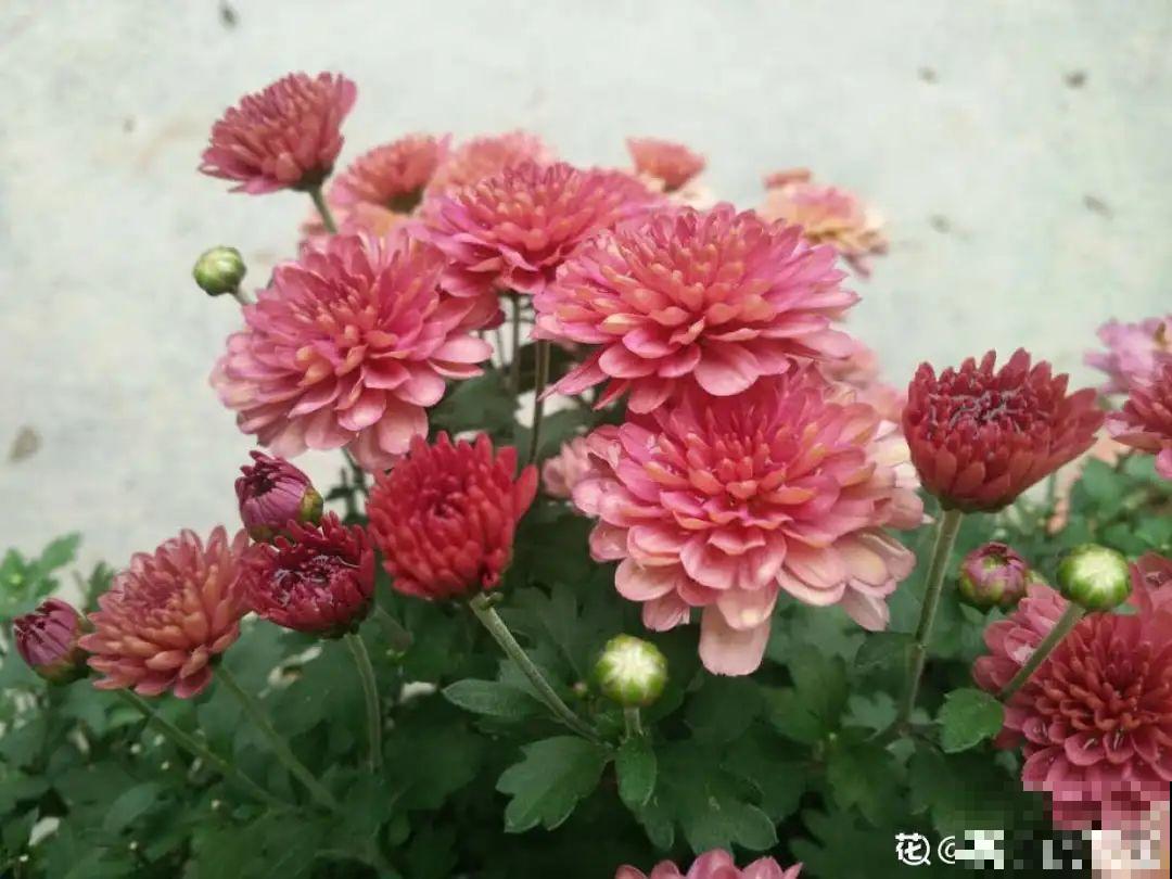 公认难养的20种花,养一盆死一盆,下次还敢买? 公认难养的20种花,养一盆死一盆,下次还敢买?